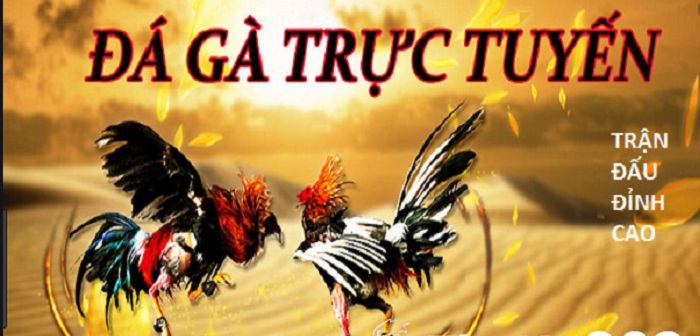 Đá gà trực tiếp là gì? Ưu điểm khi theo dõi đá gà trực tiếp 3 da ga truc tiep 1