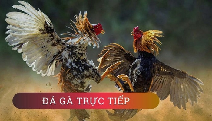 Đá gà trực tiếp là gì? Ưu điểm khi theo dõi đá gà trực tiếp 1 da ga truc tiep la gi